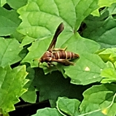 Vitacea polistiformis