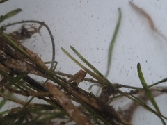 Potamogeton berchtoldii