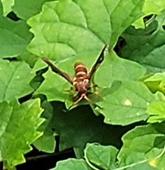 Vitacea polistiformis