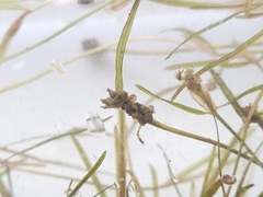 Potamogeton berchtoldii