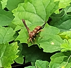 Vitacea polistiformis