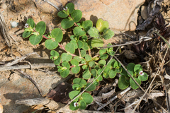 Euphorbia polycarpa polycarpa
