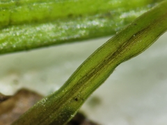 Potamogeton berchtoldii