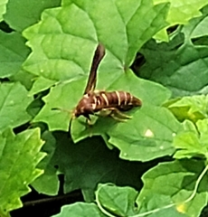 Vitacea polistiformis