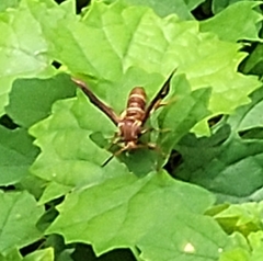 Vitacea polistiformis