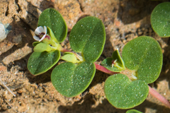 Euphorbia polycarpa polycarpa