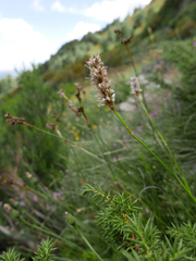 Bistorta officinalis