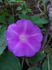 Ipomoea silvicola