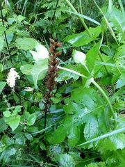 Orobanche pallidiflora