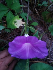 Ipomoea silvicola