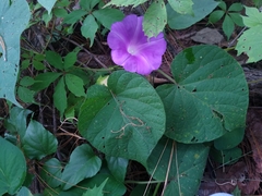 Ipomoea silvicola