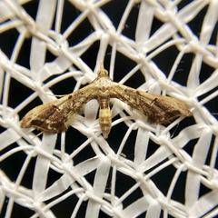 Euthrausta phoenicea