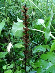 Orobanche pallidiflora