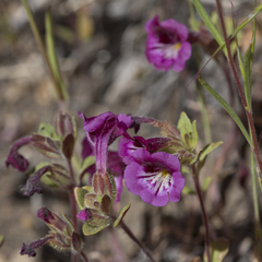 Diplacus constrictus