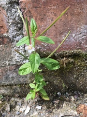 Epilobium montanum