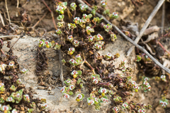 Euphorbia polycarpa polycarpa