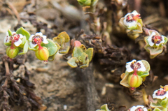 Euphorbia polycarpa polycarpa