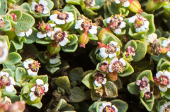 Euphorbia polycarpa polycarpa