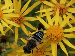 Eristalis nemorum