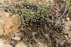 Euphorbia polycarpa polycarpa