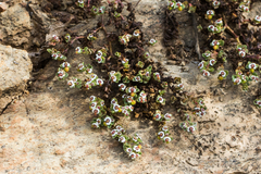Euphorbia polycarpa polycarpa