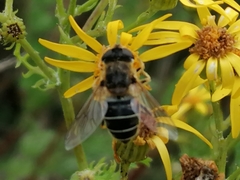 Eristalis nemorum