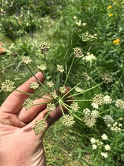 Angelica kingii