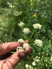 Angelica kingii