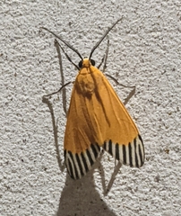 Uranophora walkeri