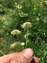 Angelica kingii