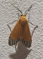 Uranophora walkeri