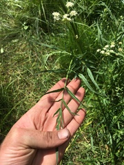 Angelica kingii