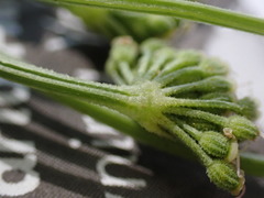 Angelica kingii