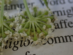 Angelica kingii
