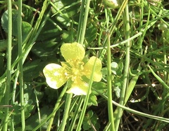 Potentilla anglica