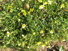 Potentilla anglica