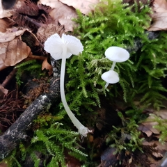 Hemimycena cucullata
