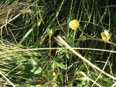Potentilla anglica