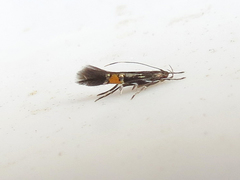 Cosmopterix clemensella