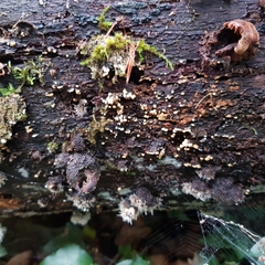 Botryobasidium aureum