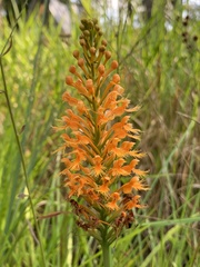 Platanthera chapmanii