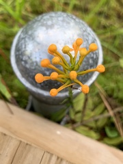 Platanthera chapmanii