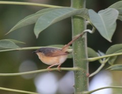 Prinia socialis