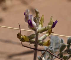 Astragalus tidestromii