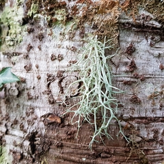 Evernia divaricata