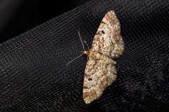 Eupithecia abietaria