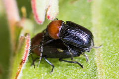 Cryptocephalus sanguinicollis