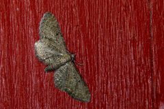 Eupithecia denotata