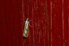 Catoptria permutatellus