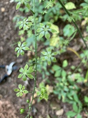 Veratrum parviflorum